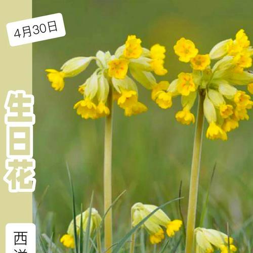 淡黄色真花代表什么？花语有哪些？