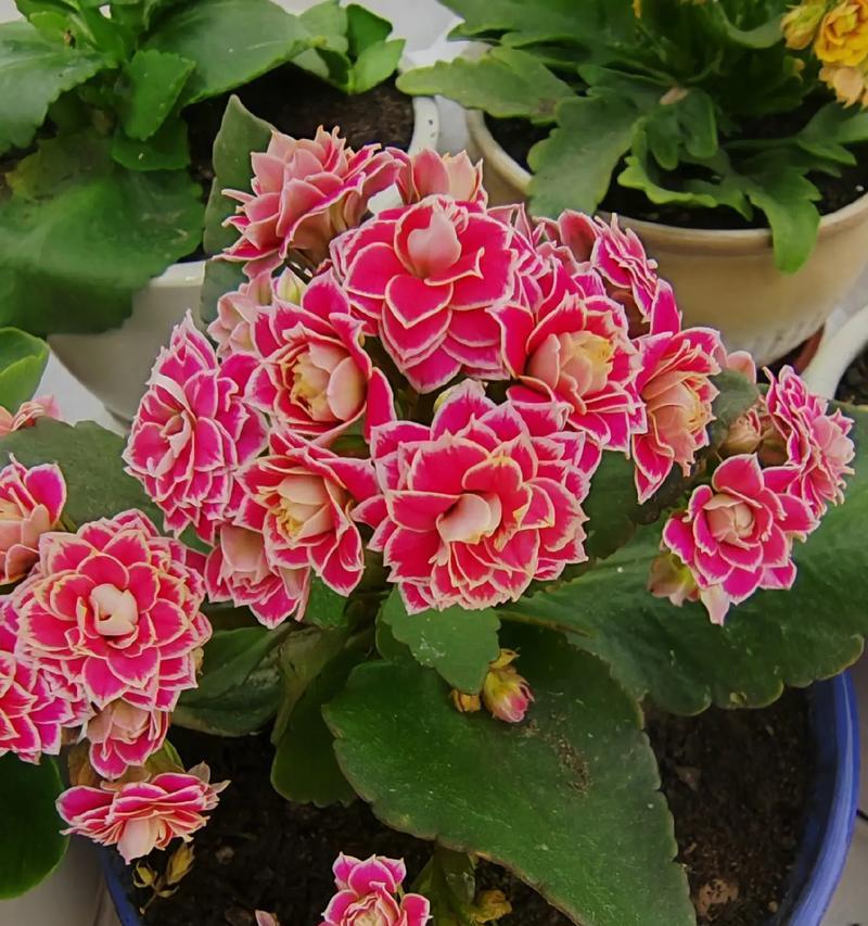 乔迁送什么花寓意花开富贵？乔迁之喜适合送什么花？