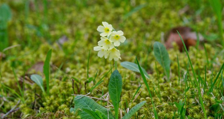 它们代表什么意义？新生的花象征全解析！