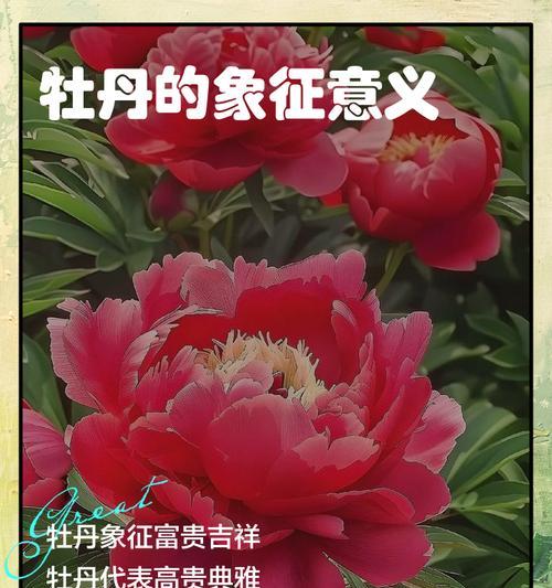 它们代表什么意义？新生的花象征全解析！