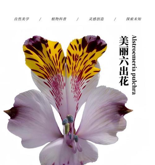 六朵花组合的花语是什么？六朵花代表什么？