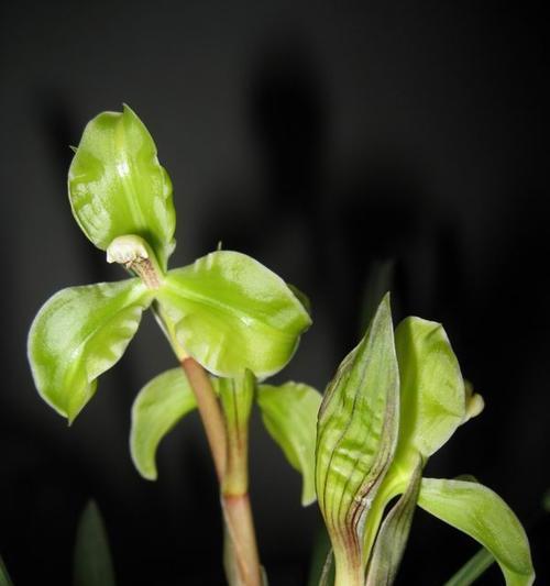 灯芯爆花有何特殊含义？灯芯爆花的寓意是什么？