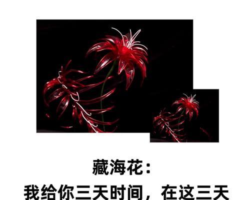 灯芯爆花有何特殊含义？灯芯爆花的寓意是什么？