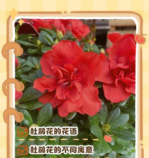 哪种花的花语含有负面含义？负面含义的花有哪些？