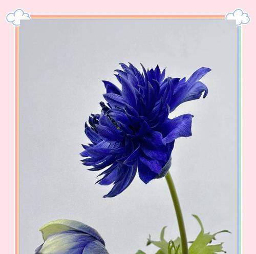 银色永生花的花语有哪些特点？