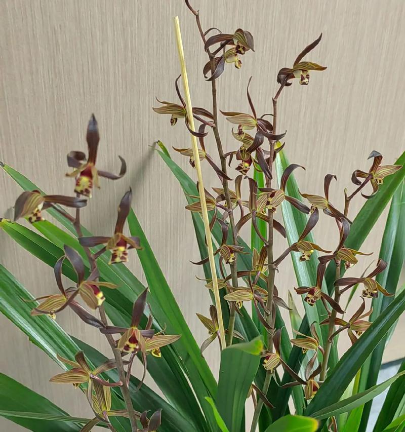 哪些花卉象征不屈不挠的精神？