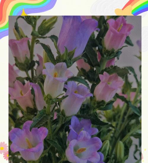 风铃花有哪些寓意的句子？如何用风铃花表达情感？