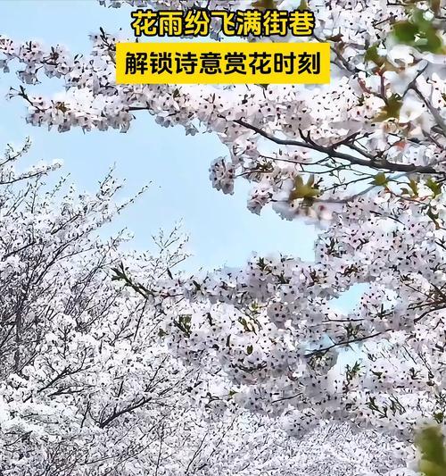 诗路花雨象征什么？诗意与花语的结合有何深意？