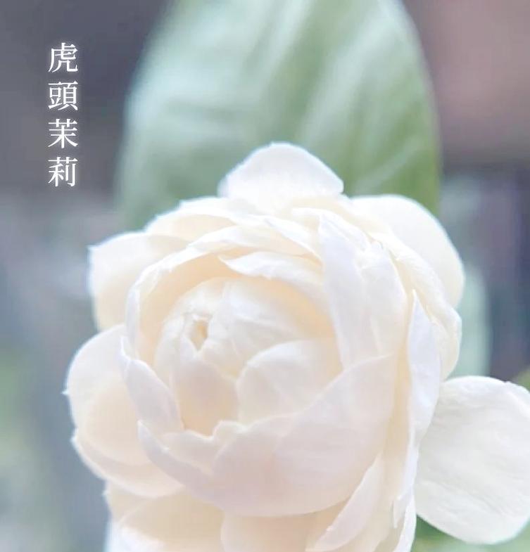 静默象征的花朵有哪些？它们代表什么含义？