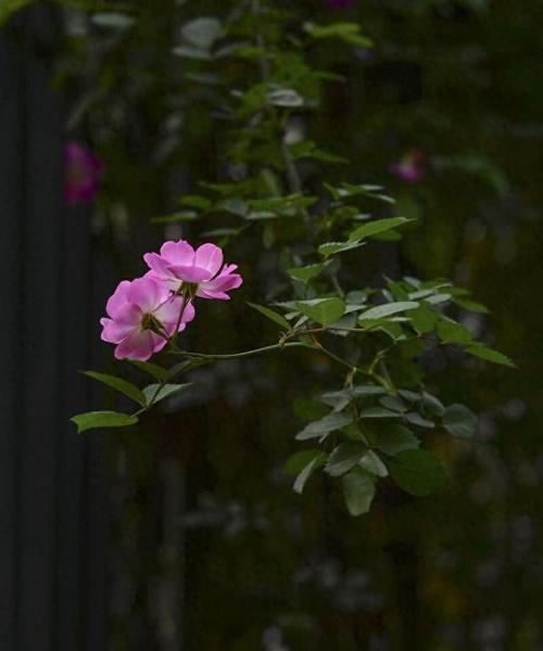 静默象征的花朵有哪些？它们代表什么含义？