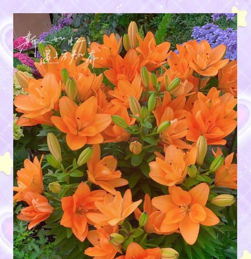哪些花象征纯净？它们的花语是什么？