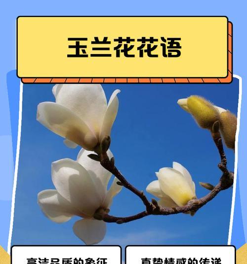 哪些花象征纯净？它们的花语是什么？