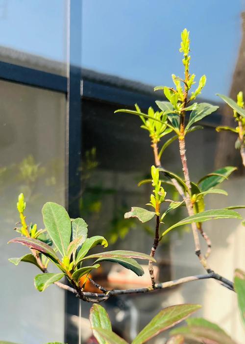 象征贵气且易于养护的花卉有哪些？