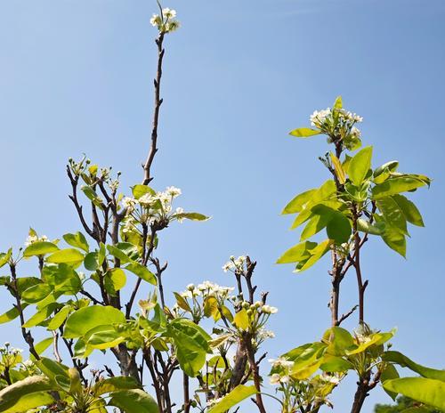 哪些花象征秋天？秋天花卉的寓意有哪些？