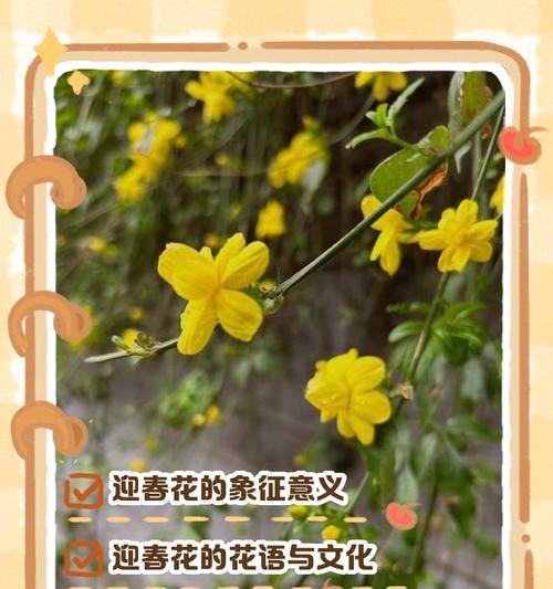 花的象征意义：美好含义是什么？