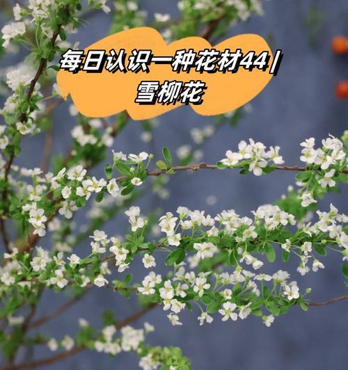 花的象征意义：美好含义是什么？