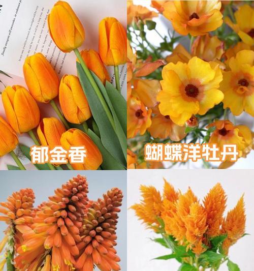 橙色花代表什么含义？它们在花语中象征着什么？