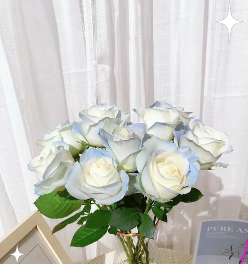 碎冰蓝白玫瑰代表什么？它的花语有何特别之处？