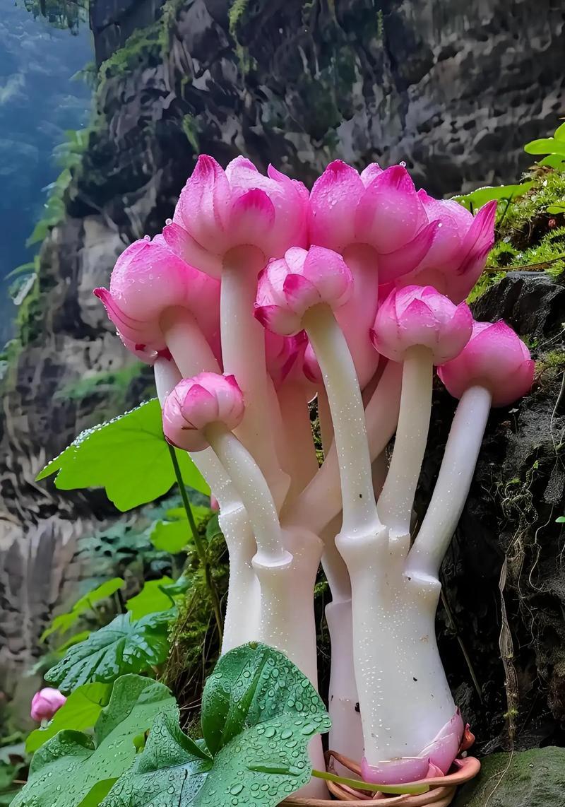 有花自开的含义是什么？它在自然界中的象征意义是什么？