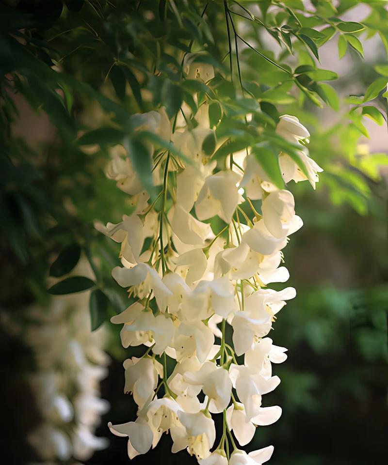 茉莉花代表的含义是什么？