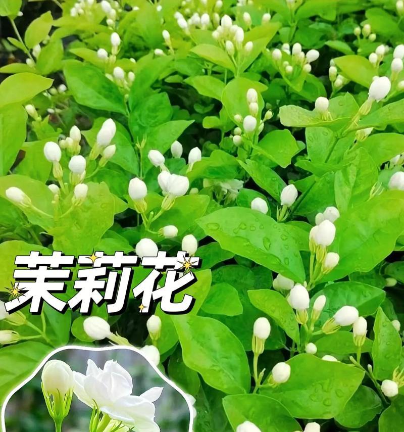 茉莉花代表的含义是什么？