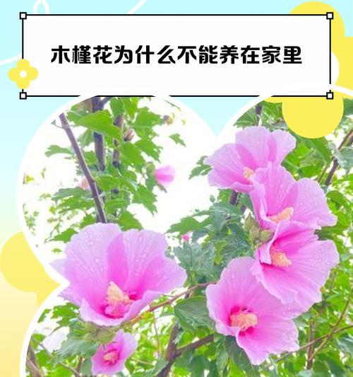 木槿花有哪些不好的寓意？你知道吗？