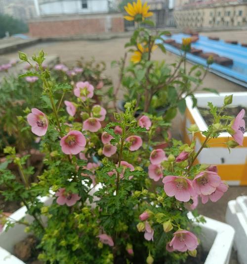 木槿花有哪些不好的寓意？你知道吗？