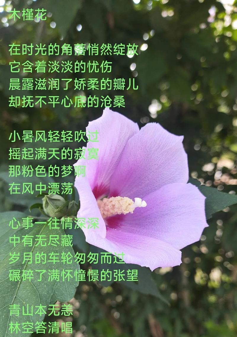 木槿花有哪些不好的寓意？你知道吗？