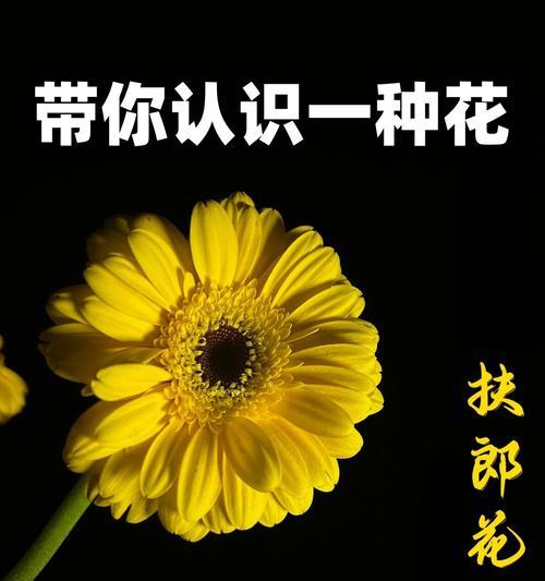 花的特殊含义和象征是什么？每种花背后隐藏的深层意义。