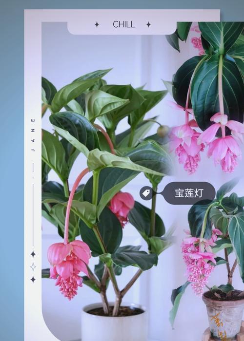 花的特殊含义和象征是什么？每种花背后隐藏的深层意义。