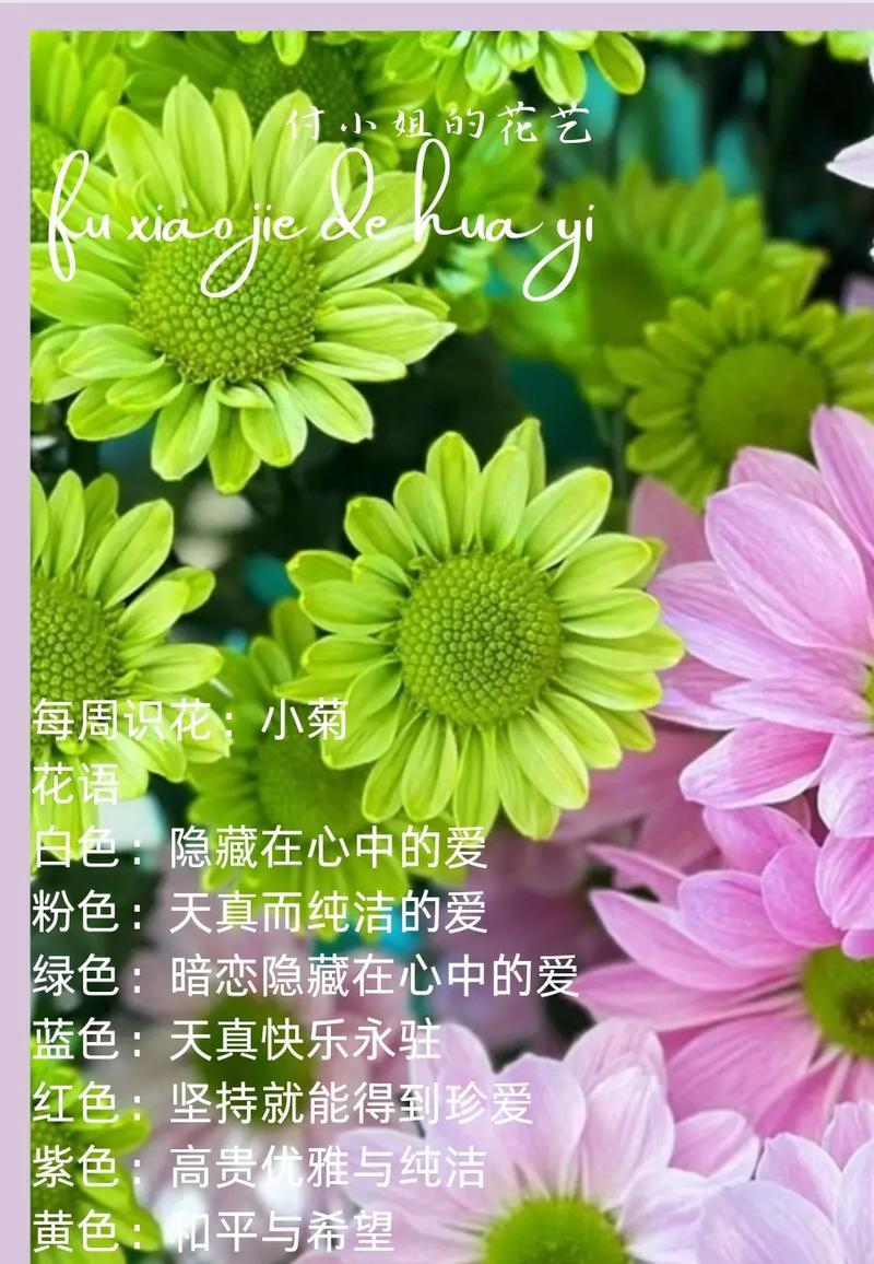 菊花的花语是什么意思？它的寓意有哪些？