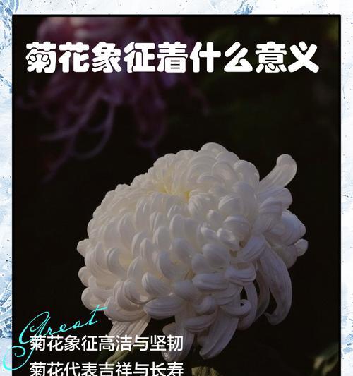 菊花的花语是什么意思？它的寓意有哪些？