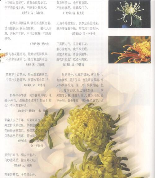 菊花的花语是什么意思？它的寓意有哪些？