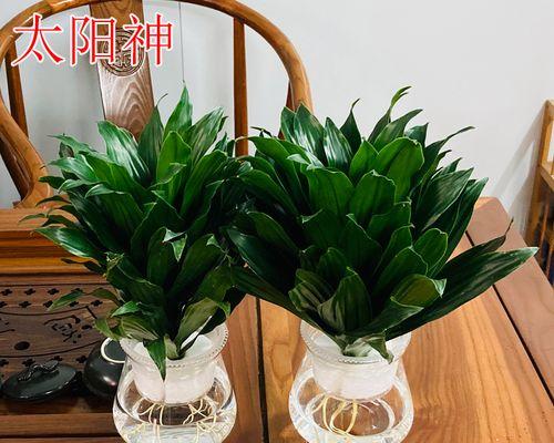太阳神花的寓意是什么？