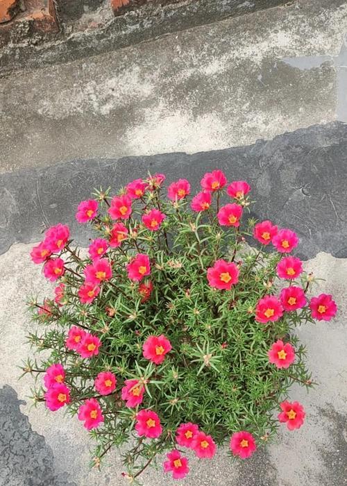 太阳神花的寓意是什么？