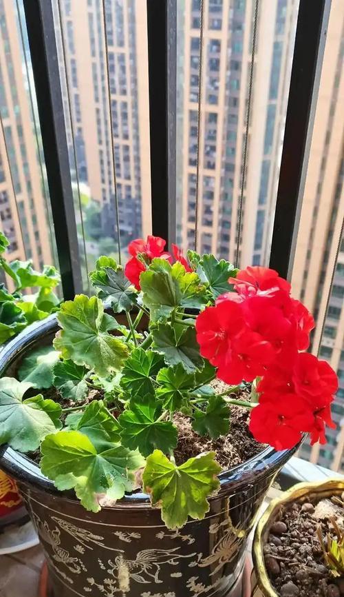 送朋友哪种花的含义最佳？如何根据关系选择合适的花卉？