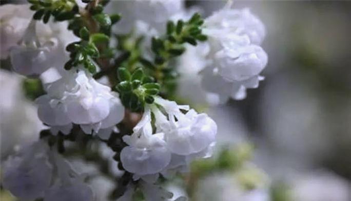 哪些花卉象征孤独和忧郁？它们的寓意是什么？