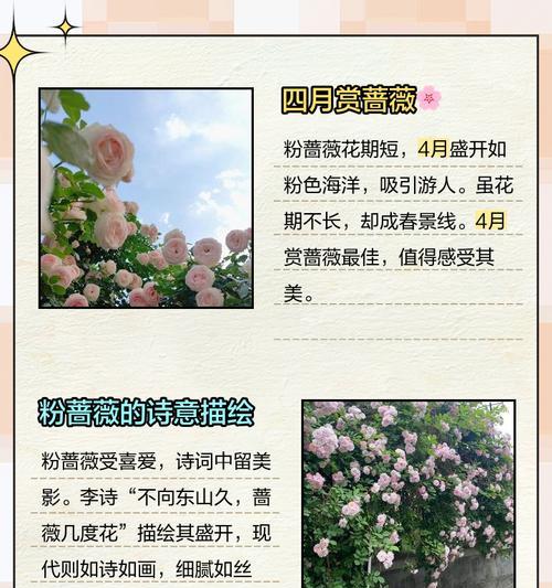 纹蔷薇素花的寓意和含义是什么？