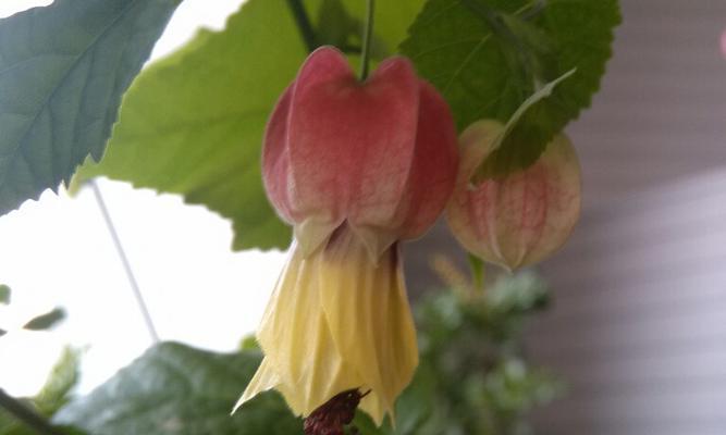 灯笼花的象征意义是什么？灯笼花花语代表了什么含义？