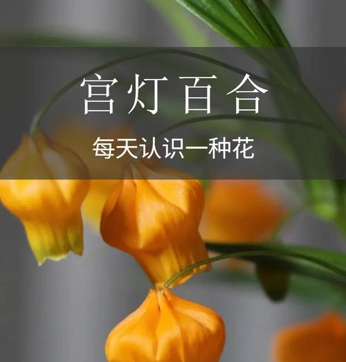 灯笼花的象征意义是什么？灯笼花花语代表了什么含义？