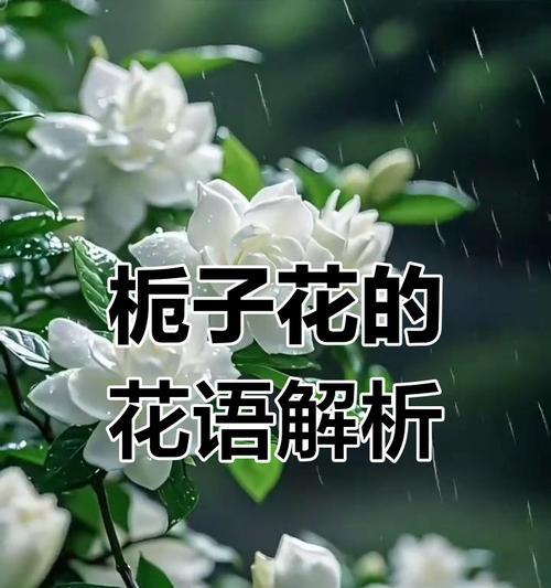 栀子花花语含义是什么？
