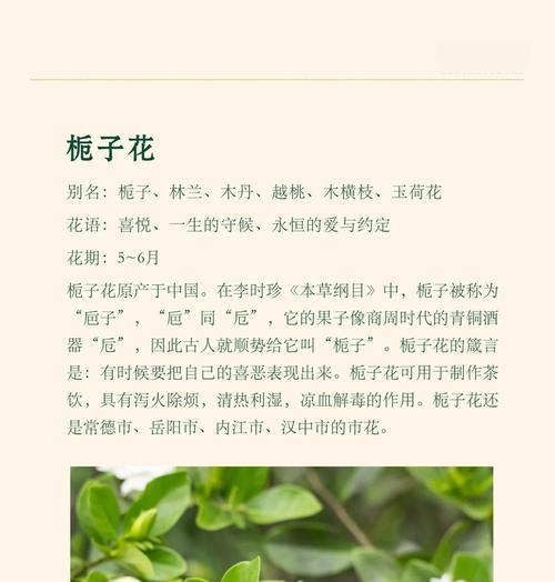 栀子花花语含义是什么？