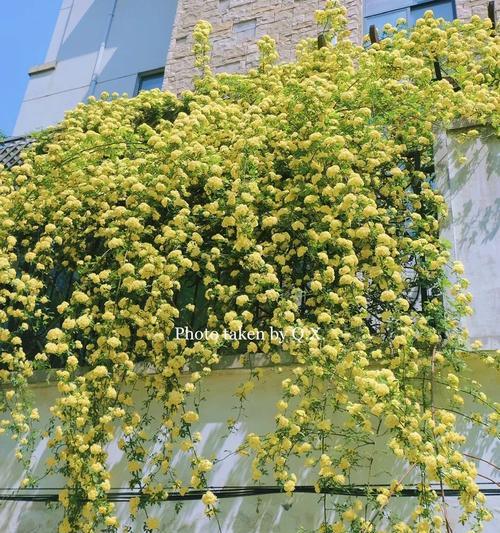 送黄色的花寓意何在？它们代表的含义有哪些？