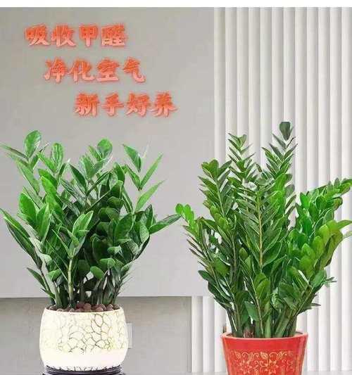 办公室适合摆放哪些寓意发财的花？