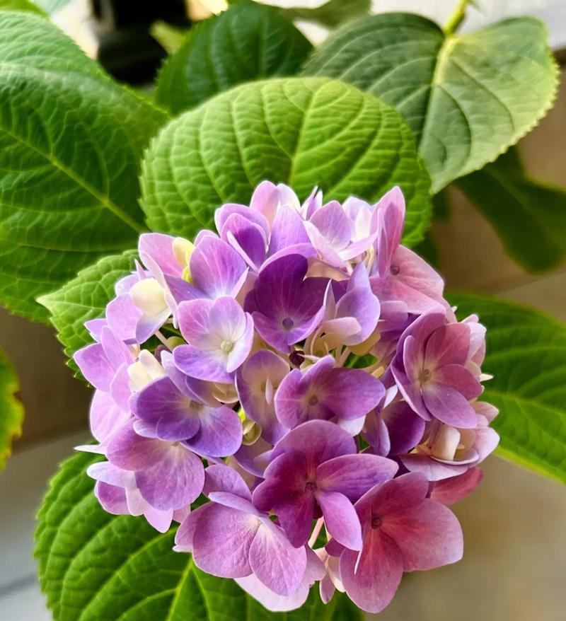 粉色绣球花的花语是什么？它代表什么含义？