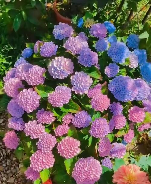 粉色绣球花的花语是什么？它代表什么含义？