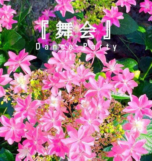 粉色绣球花的花语是什么？它代表什么含义？