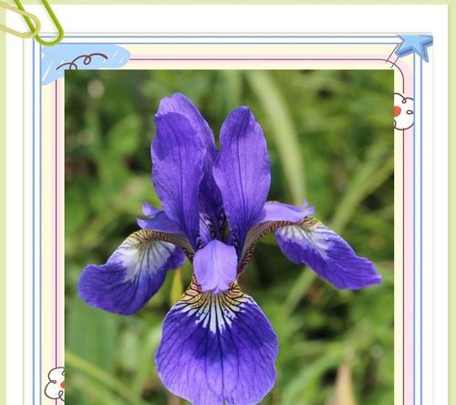 代表花寓意的牌子有哪些？花卉品牌与寓意的关联。