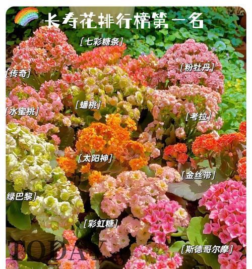 代表花寓意的牌子有哪些？花卉品牌与寓意的关联。