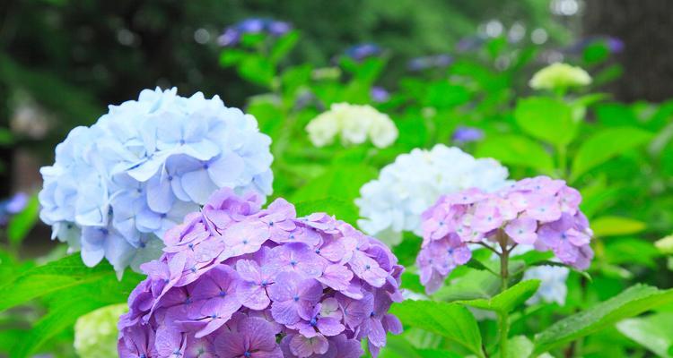 代表花寓意的牌子有哪些？花卉品牌与寓意的关联。